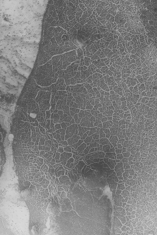 Polygons on Mars